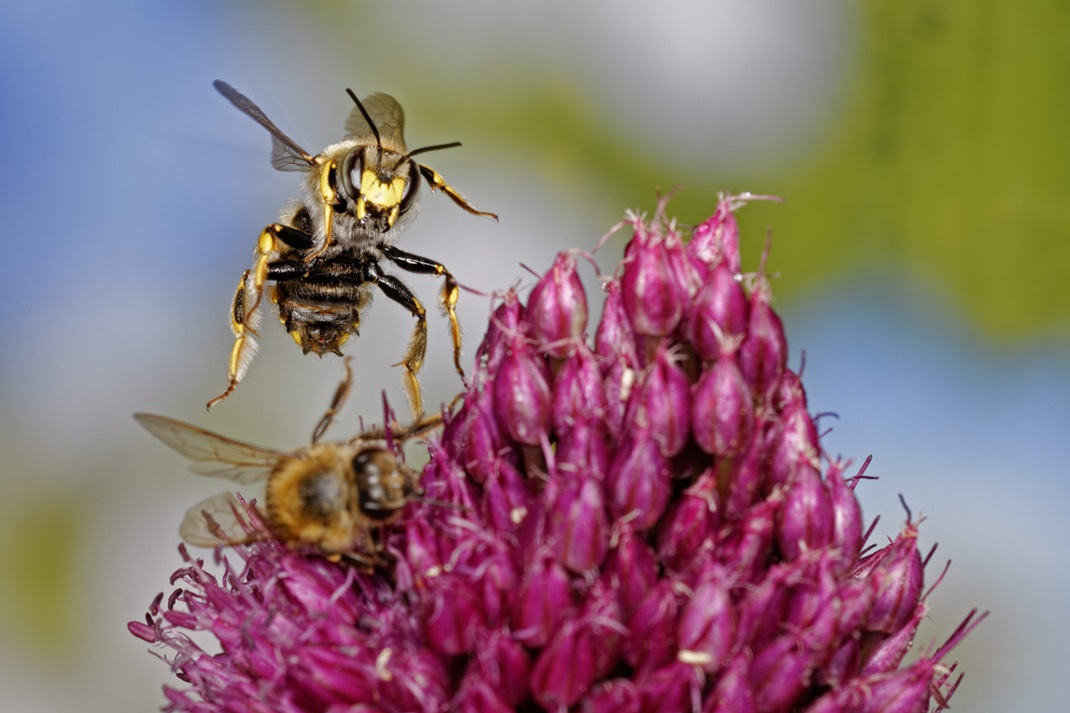 männliche Wollbiene attackiert Honigbiene