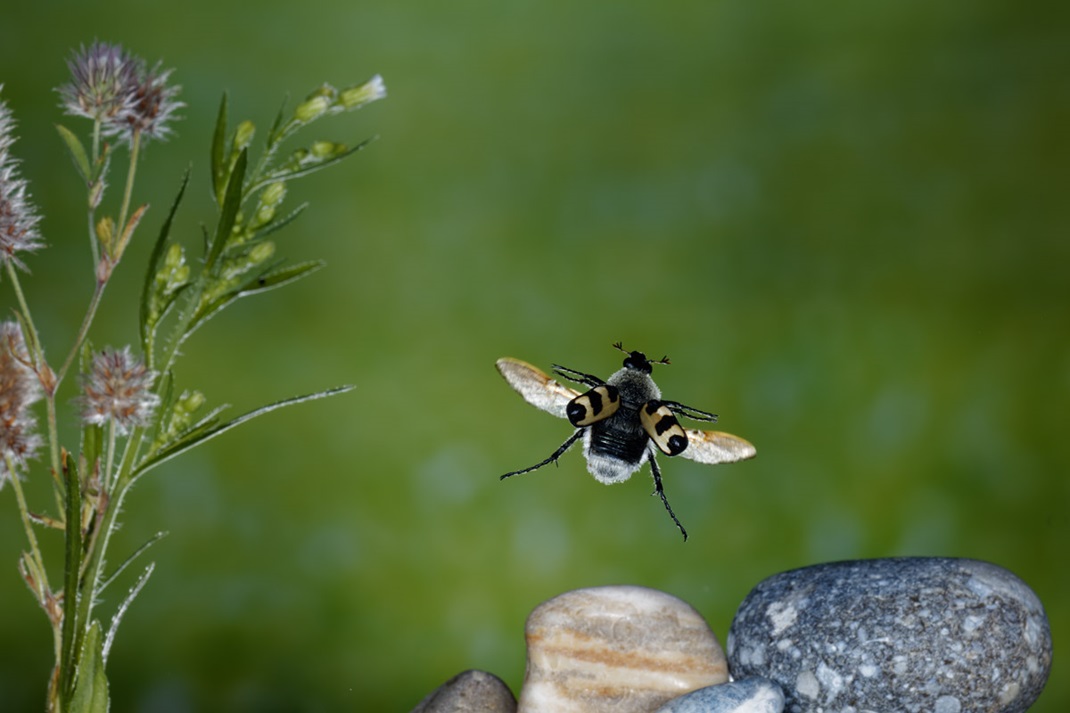 bee chafer beetle, Pinselkäfer